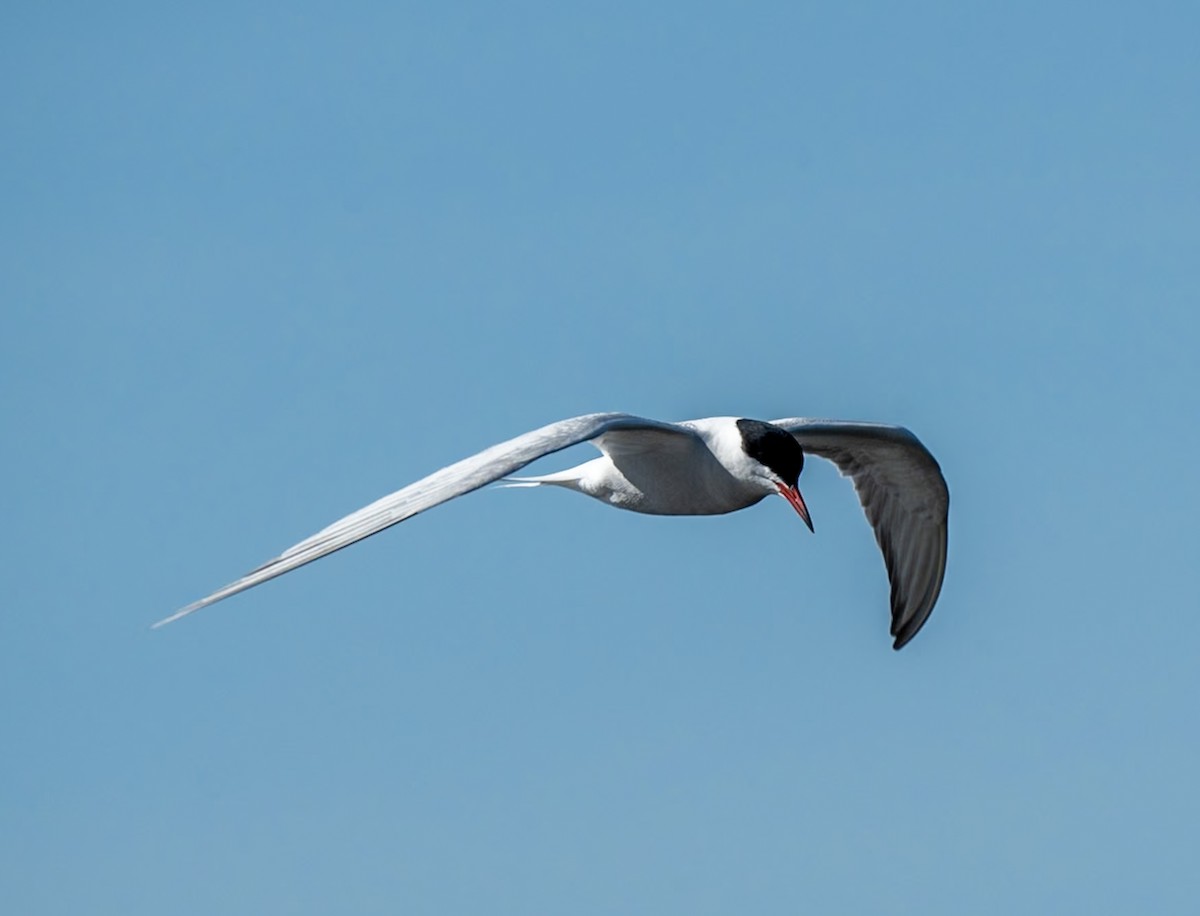 Common Tern - Marcus Müller