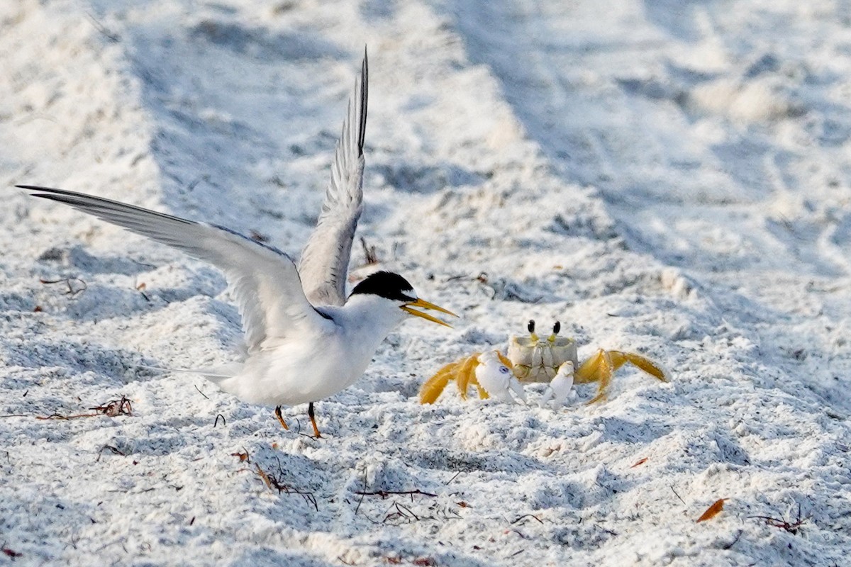 Least Tern - Kathy Doddridge