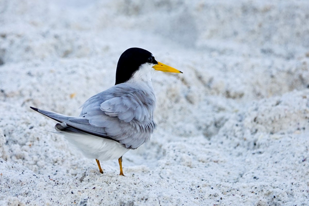 Least Tern - Kathy Doddridge