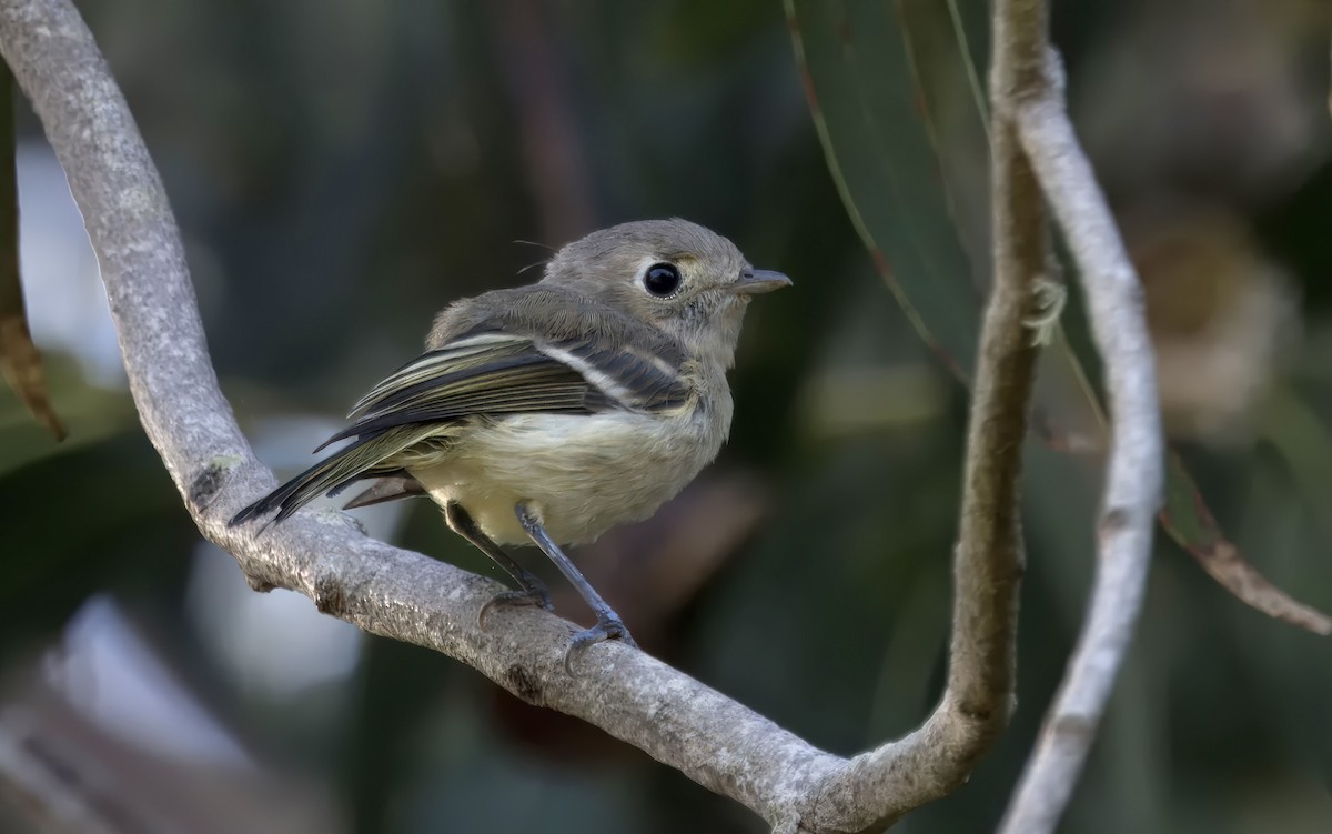 Hutton's Vireo - Loni Ye