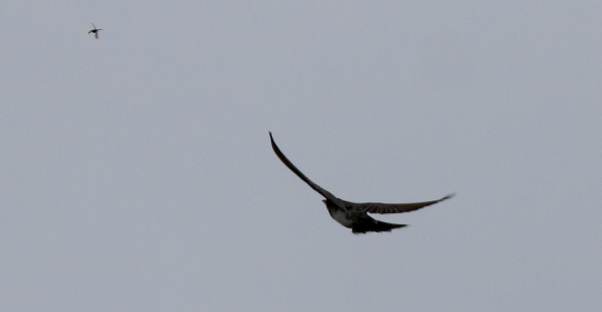 Eastern Kingbird - Carla Morris