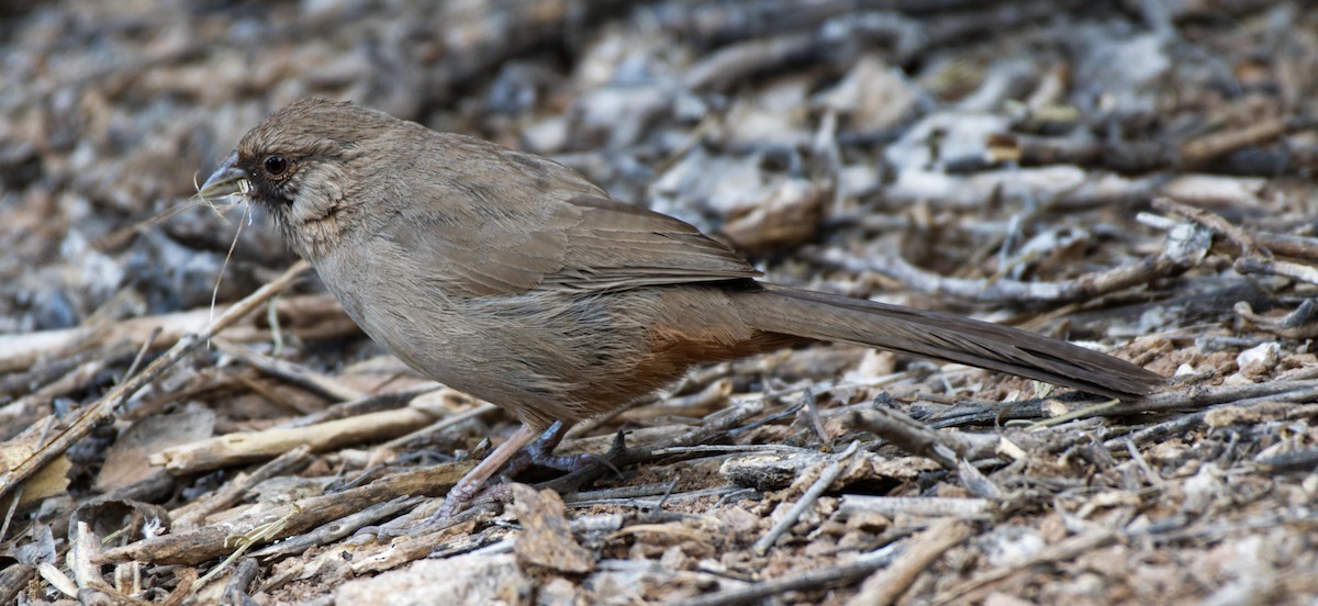 Abert's Towhee - Leslie Holzmann