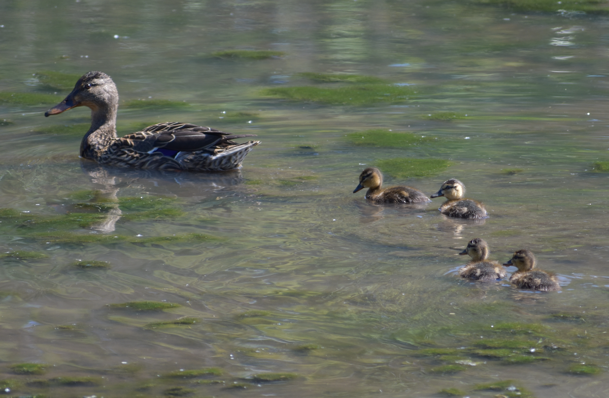 Mallard - Tser Supalla