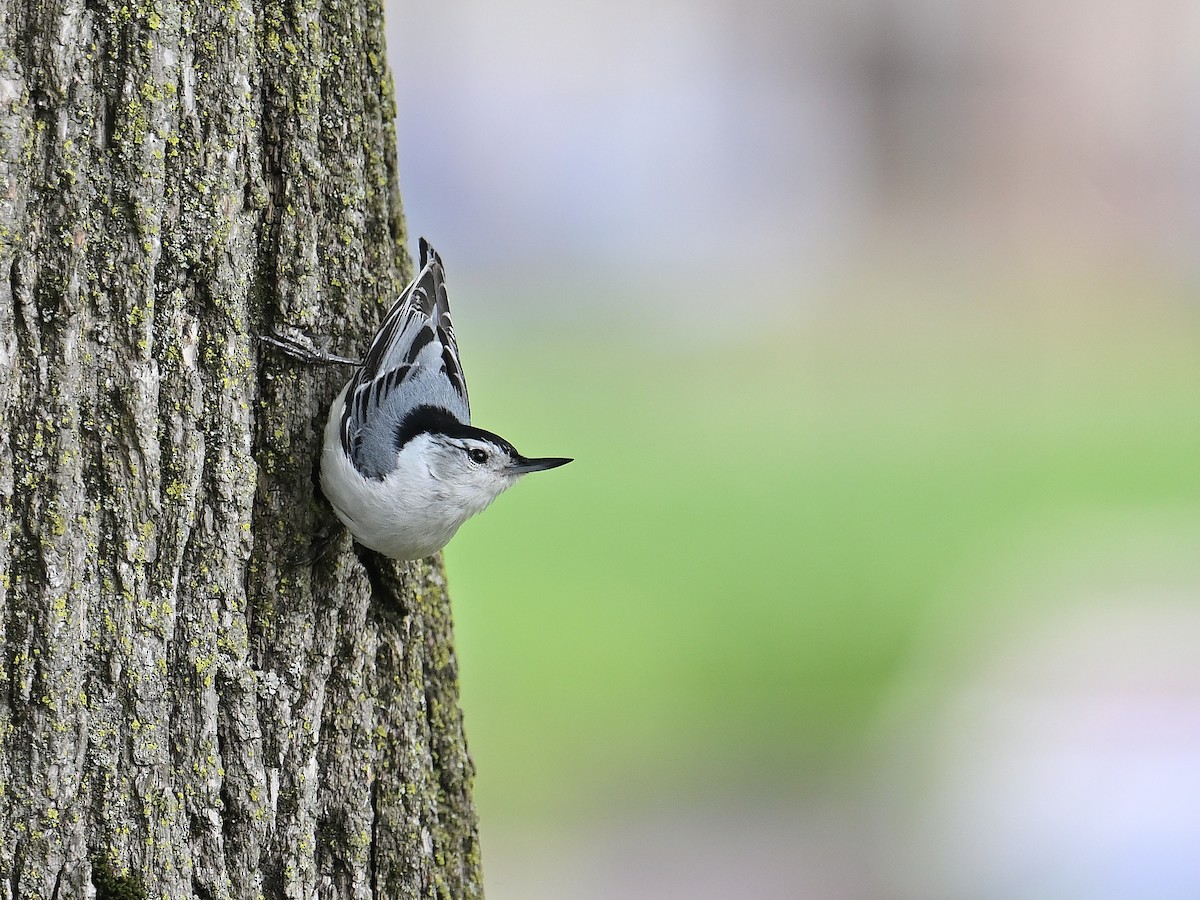 White-breasted Nuthatch - ML618838219