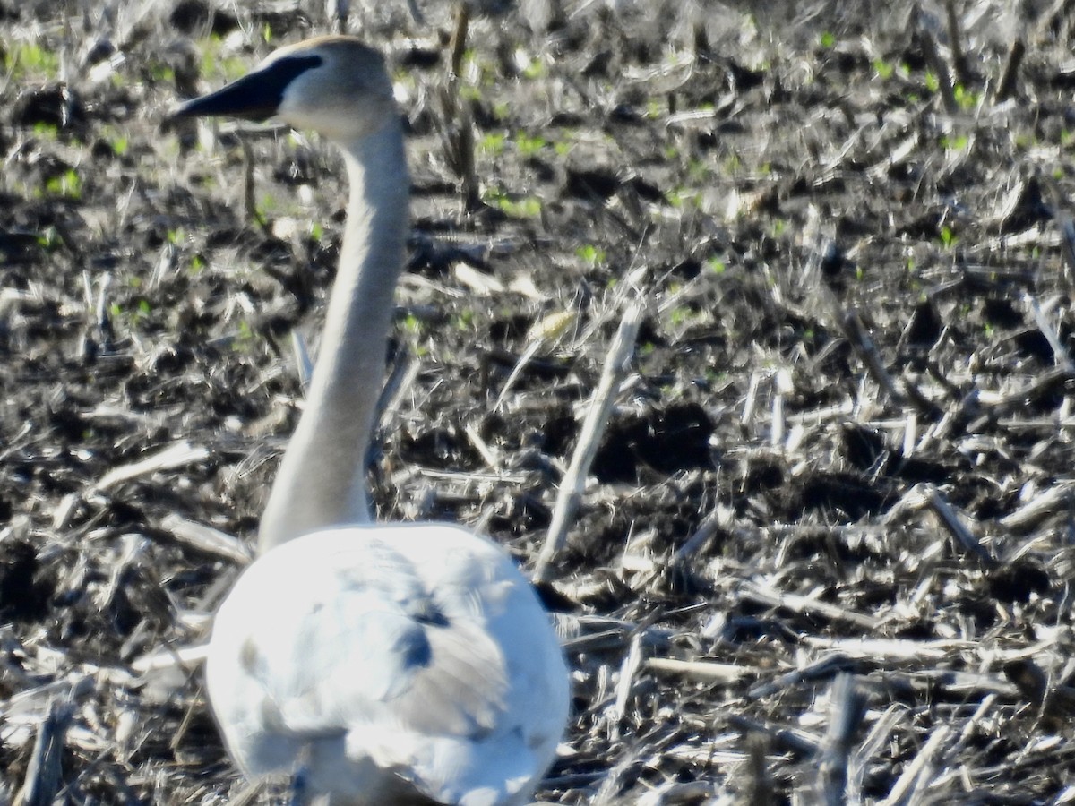 Trumpeter Swan - Isaac Petrowitz