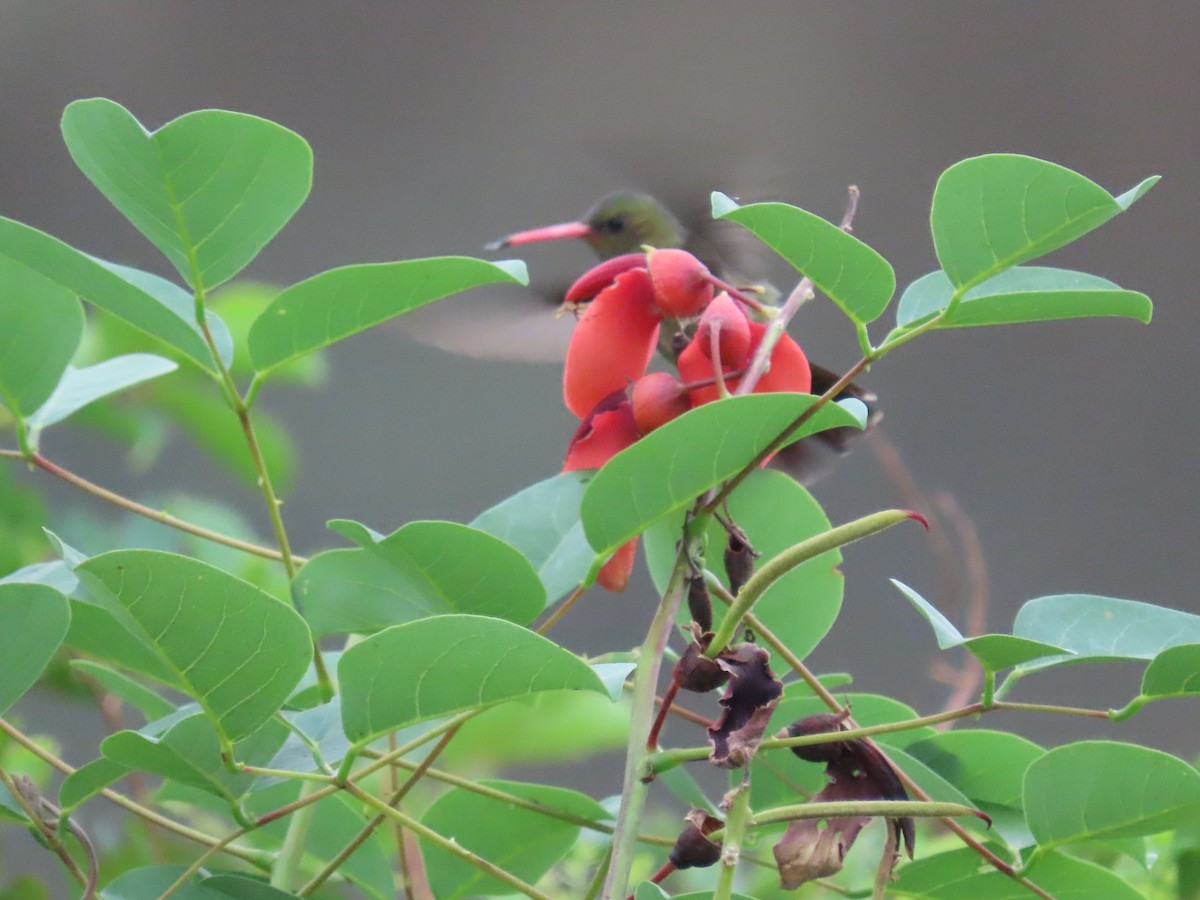 Gilded Hummingbird - ML618838229
