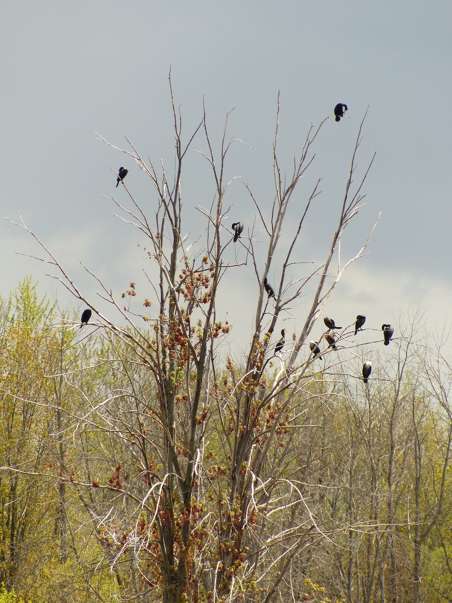 Double-crested Cormorant - Louise Choquette