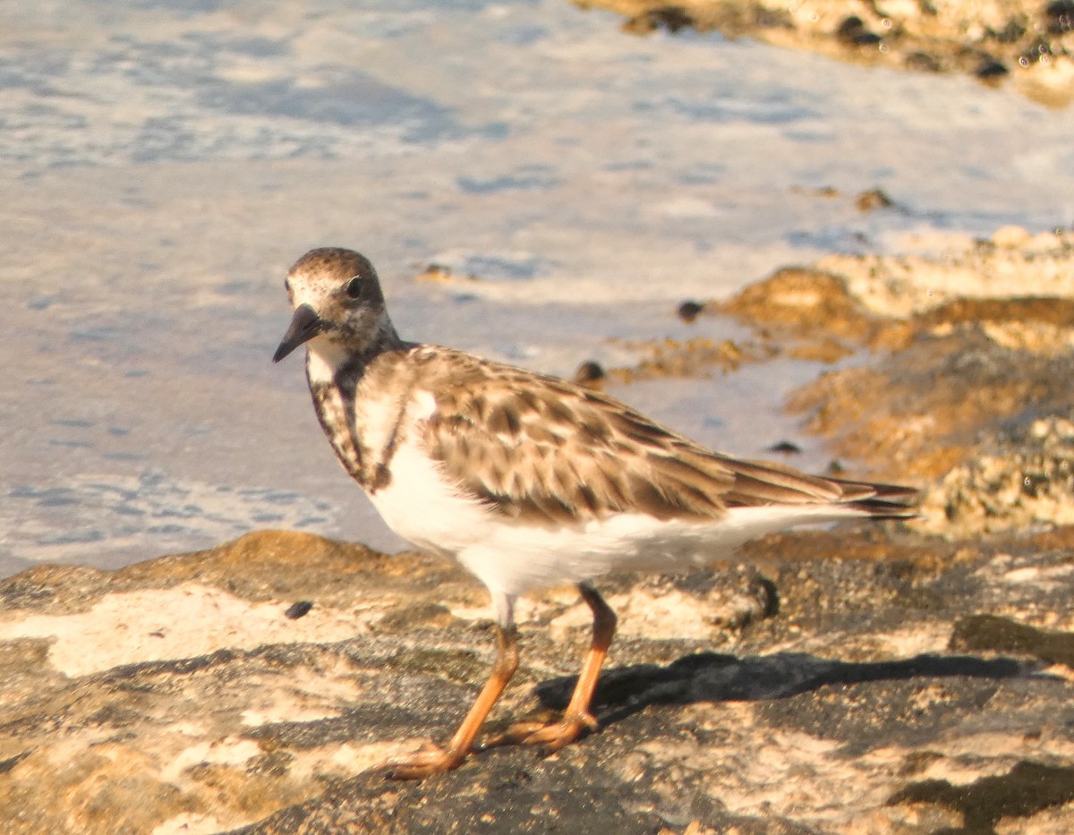 Ruddy Turnstone - John Pool