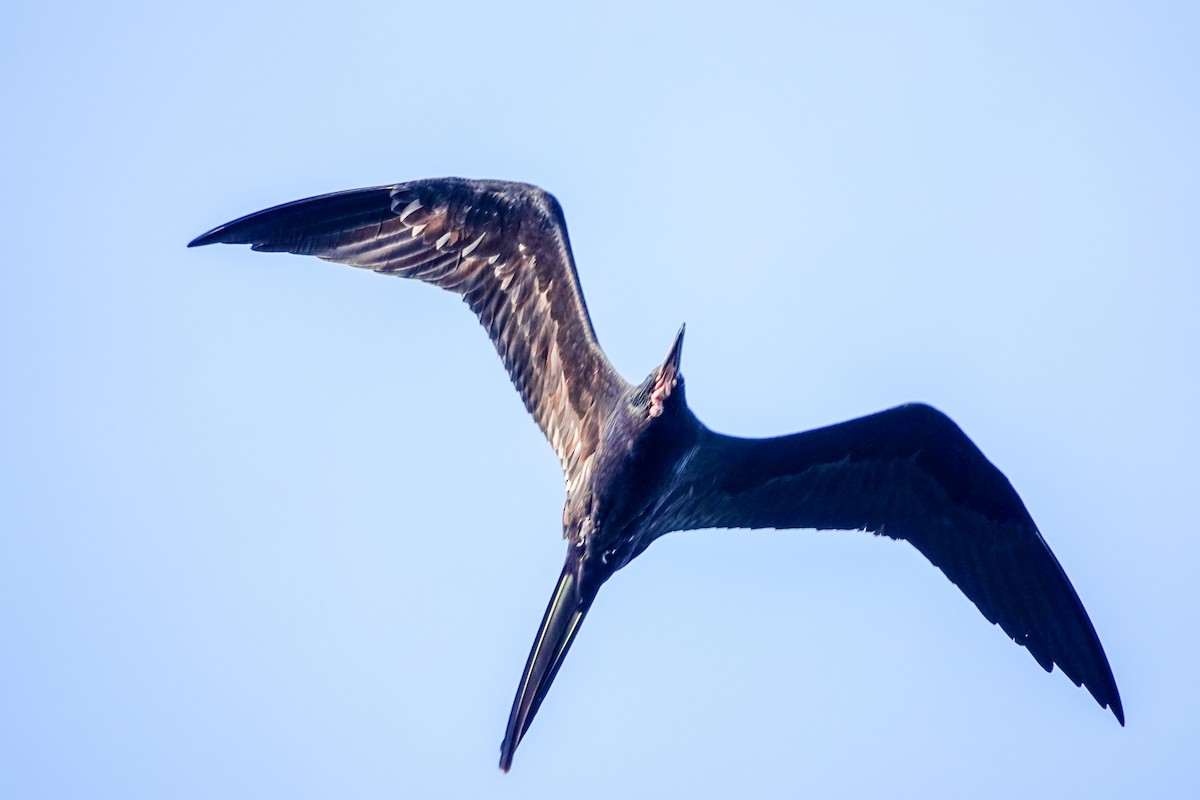 Magnificent Frigatebird - ML618838239