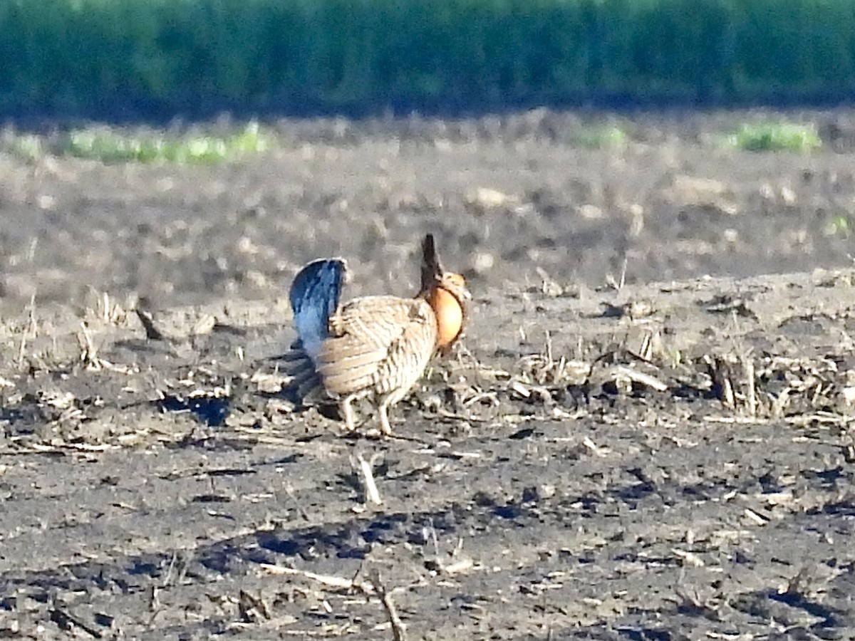 Greater Prairie-Chicken - Isaac Petrowitz