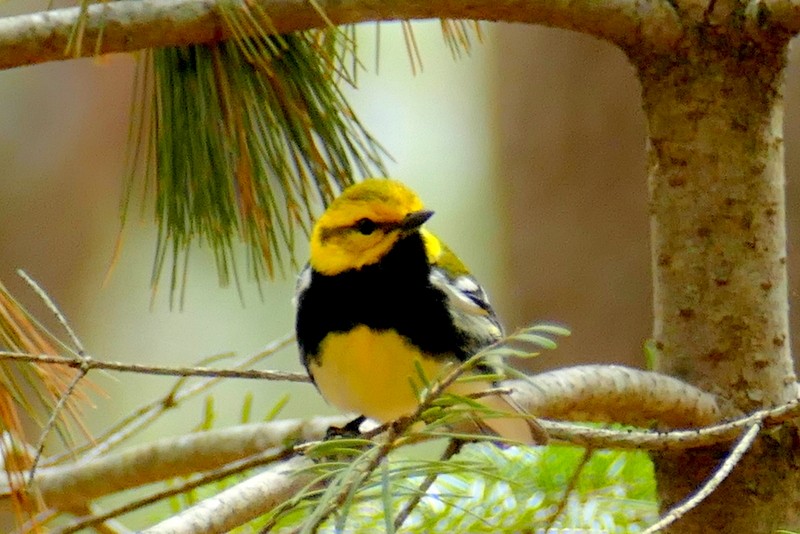 Black-throated Green Warbler - Brad Woodward