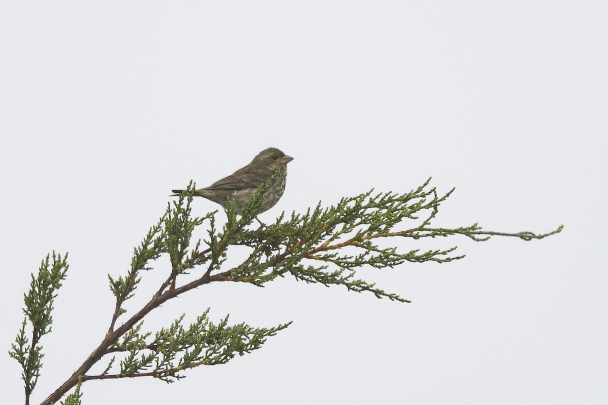 Purple Finch - ML618838272