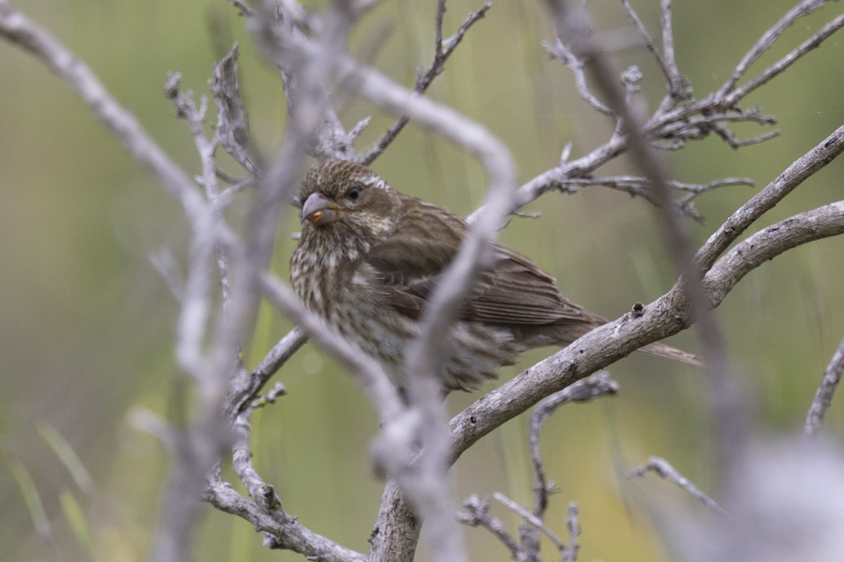 Purple Finch - ML618838274