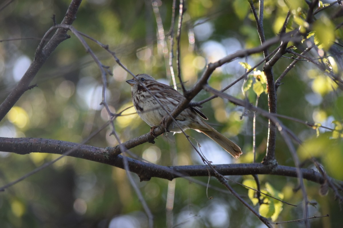 Song Sparrow - Sandie Barriere