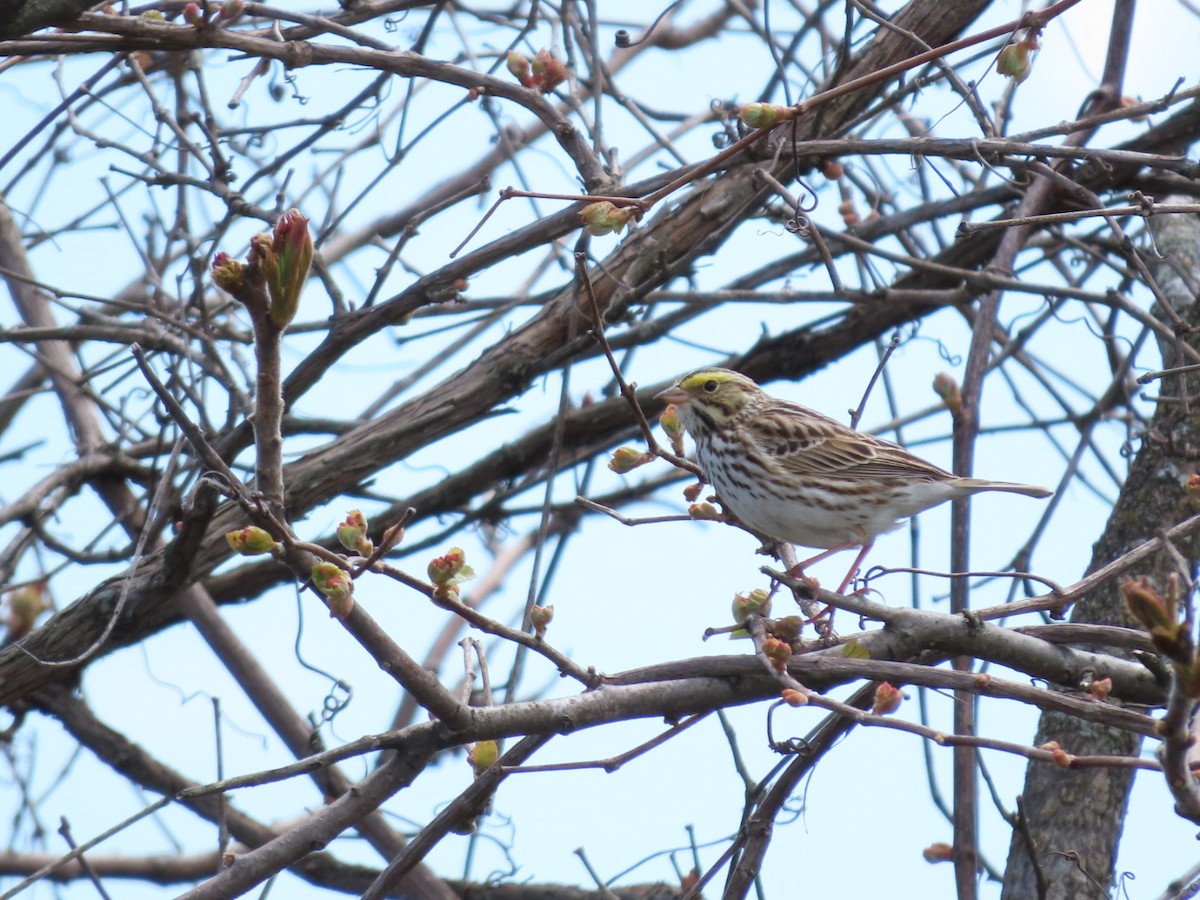 Savannah Sparrow - Tania Mohacsi