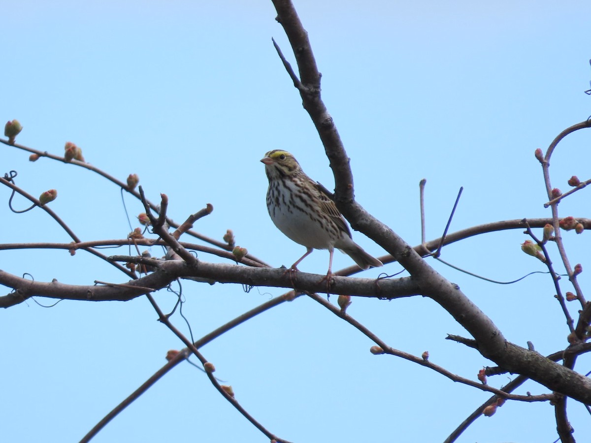 Savannah Sparrow - Tania Mohacsi