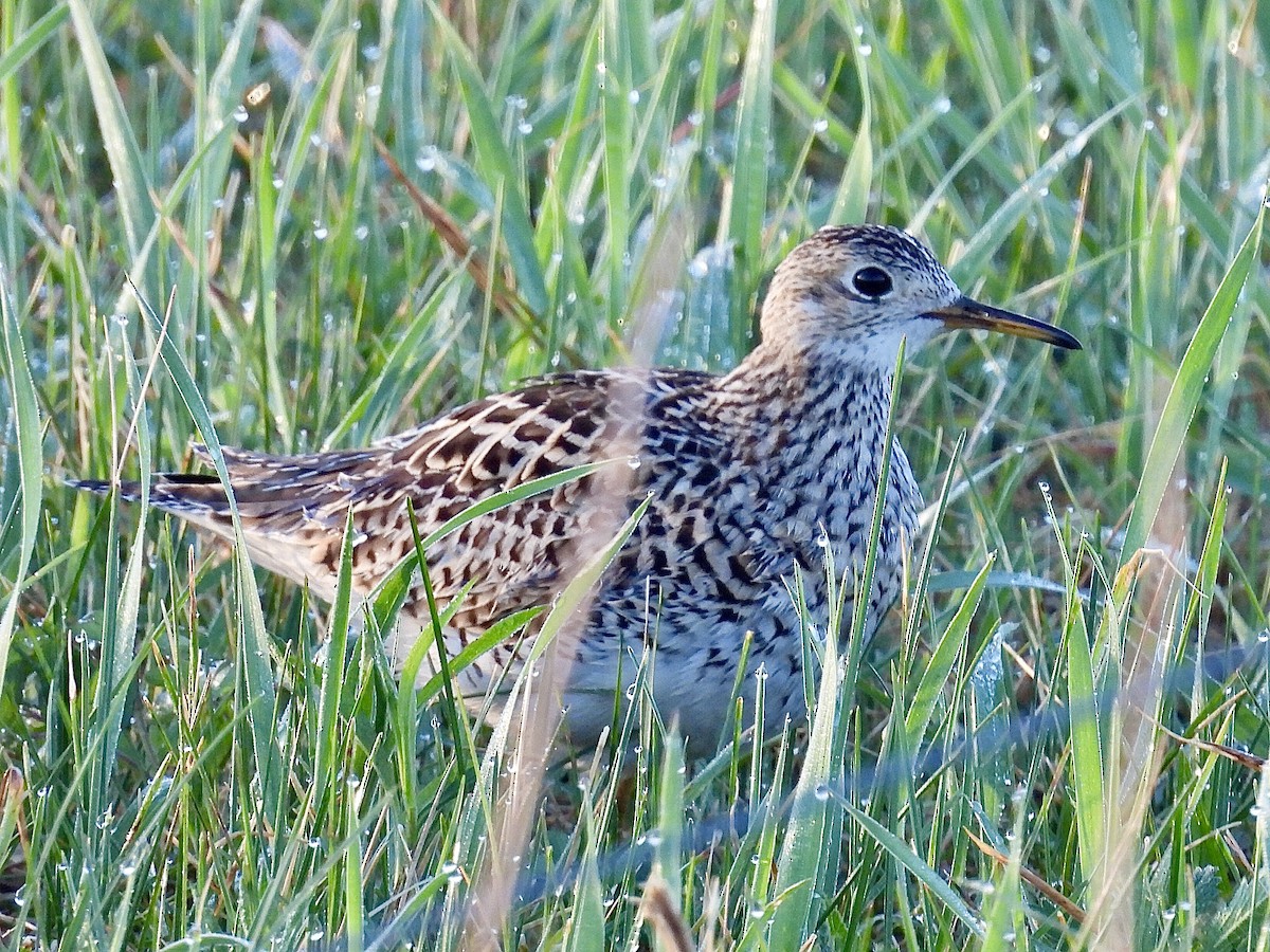 Upland Sandpiper - Isaac Petrowitz