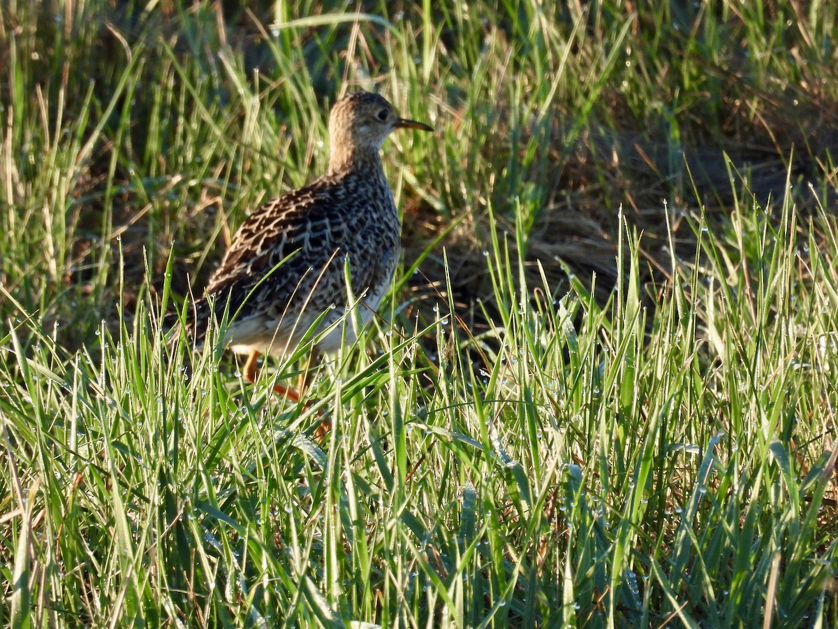 Upland Sandpiper - Isaac Petrowitz