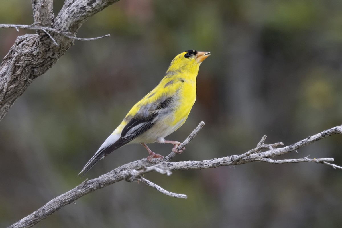 American Goldfinch - Loni Ye