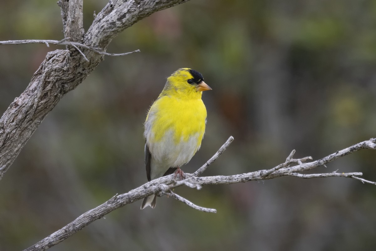 American Goldfinch - Loni Ye