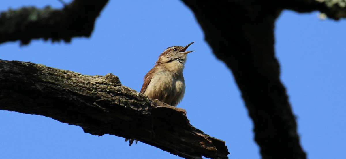 Carolina Wren - Frank McCulley