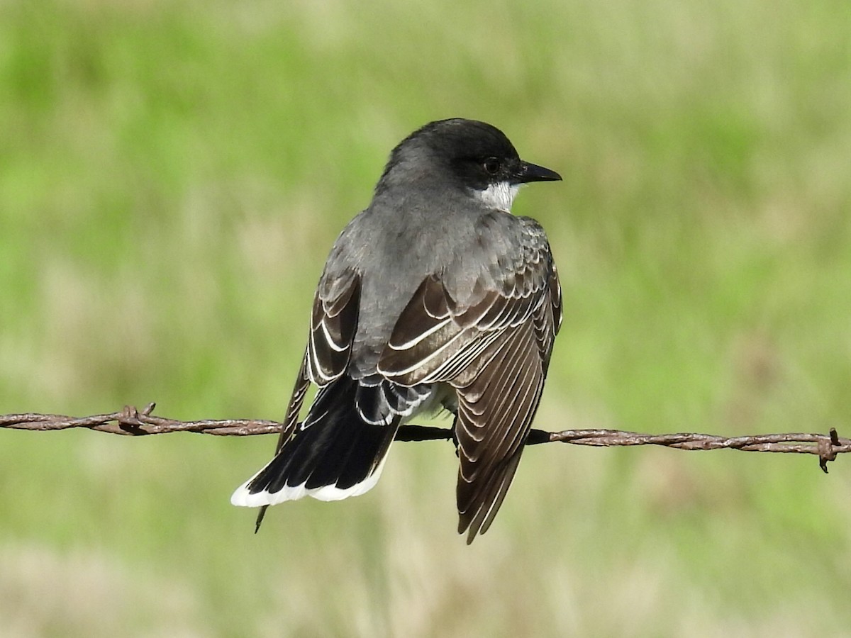 Eastern Kingbird - Isaac Petrowitz