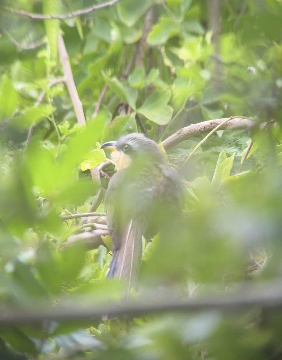 Mangrove Cuckoo - ML618838325