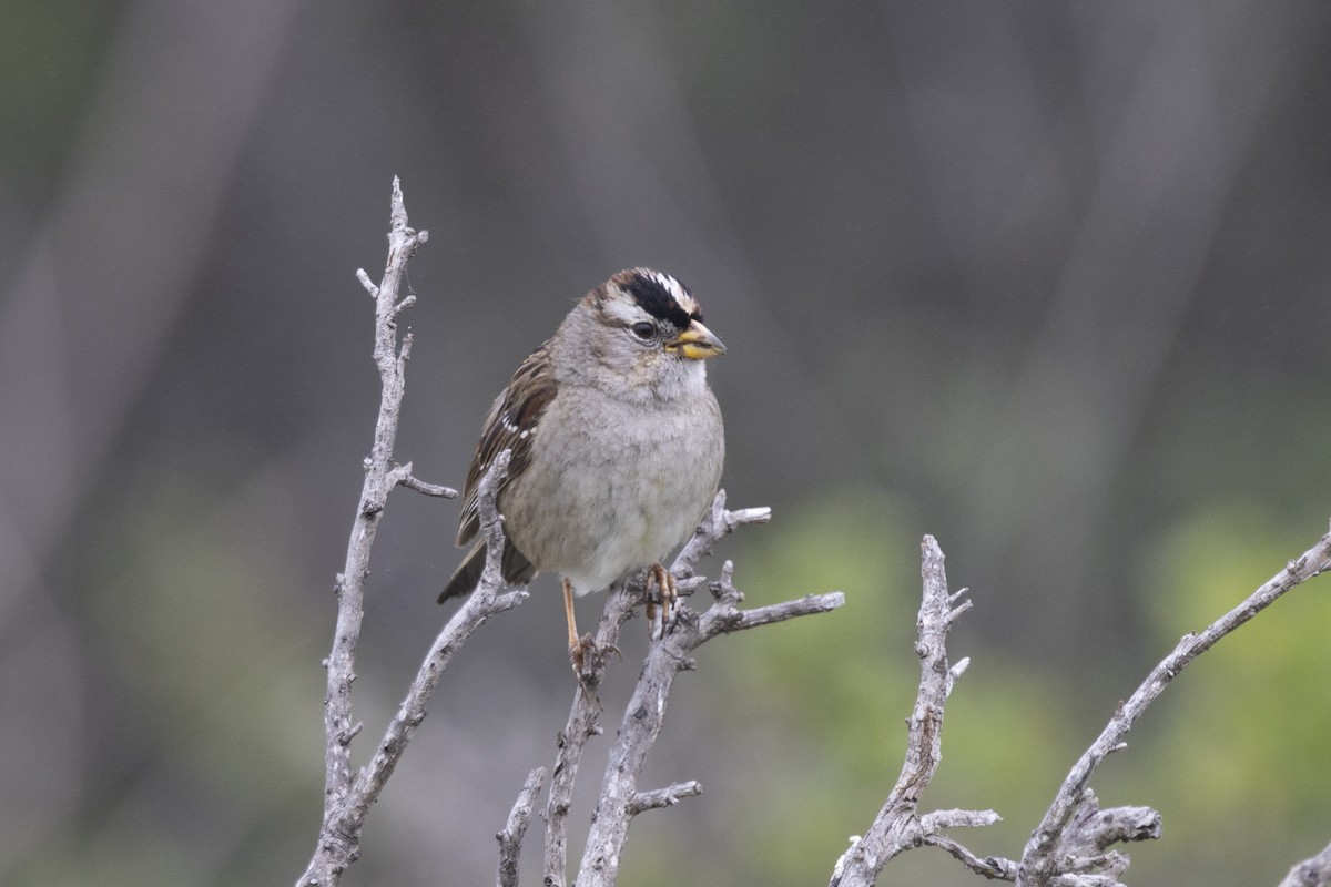 White-crowned Sparrow - Loni Ye