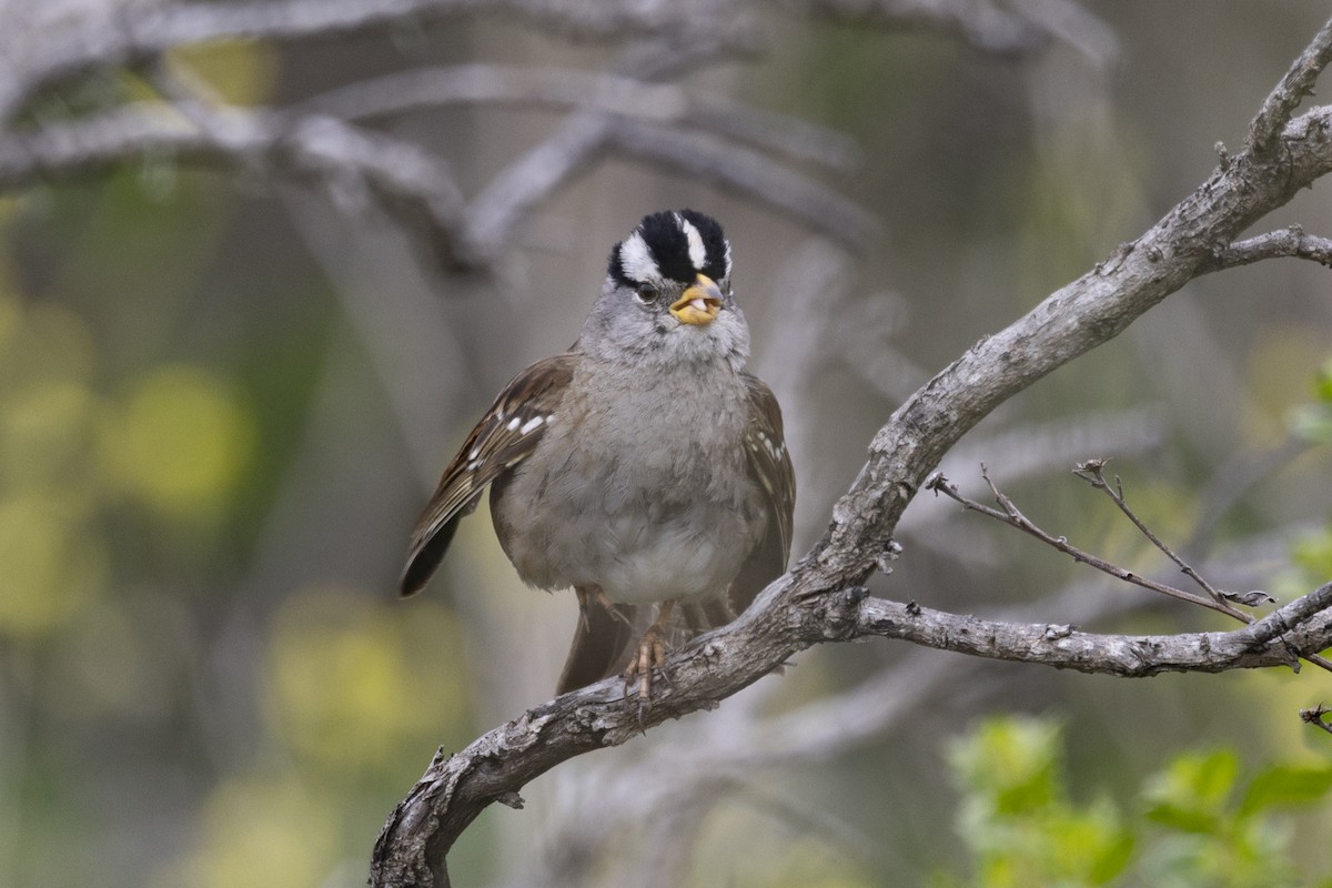 White-crowned Sparrow - Loni Ye