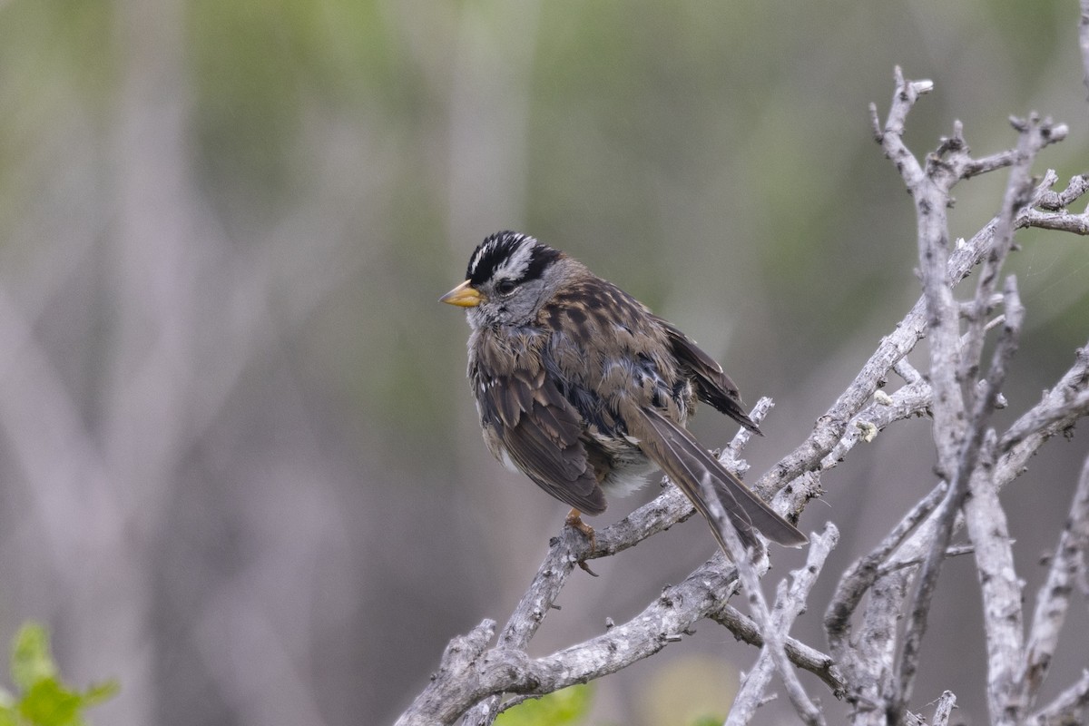 White-crowned Sparrow - Loni Ye