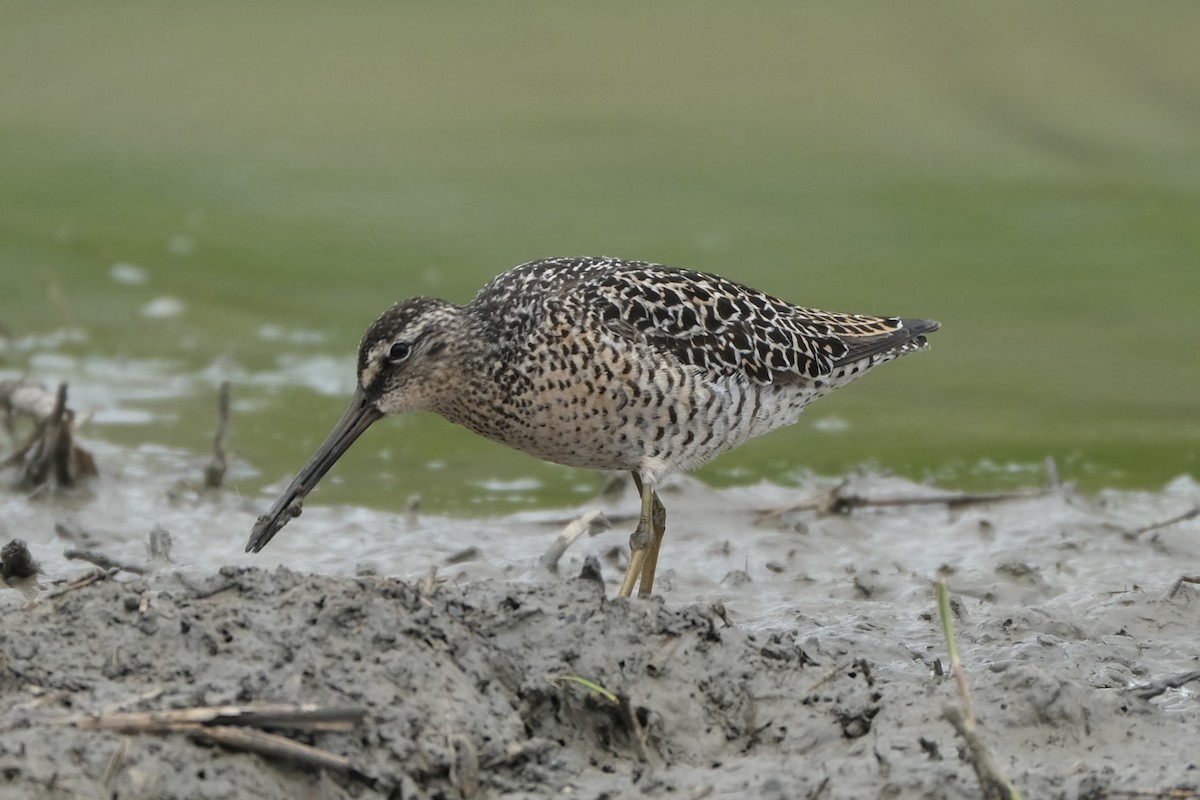 Short-billed Dowitcher - Suzanne Tuberdyke