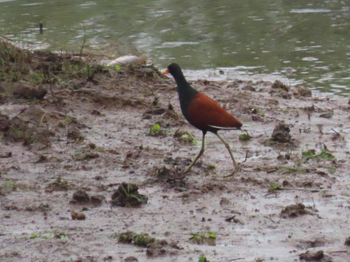 Wattled Jacana - ML618838374