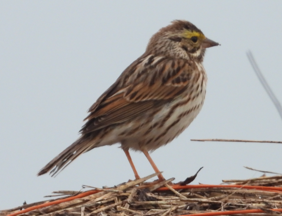 Savannah Sparrow - Erika Bowman