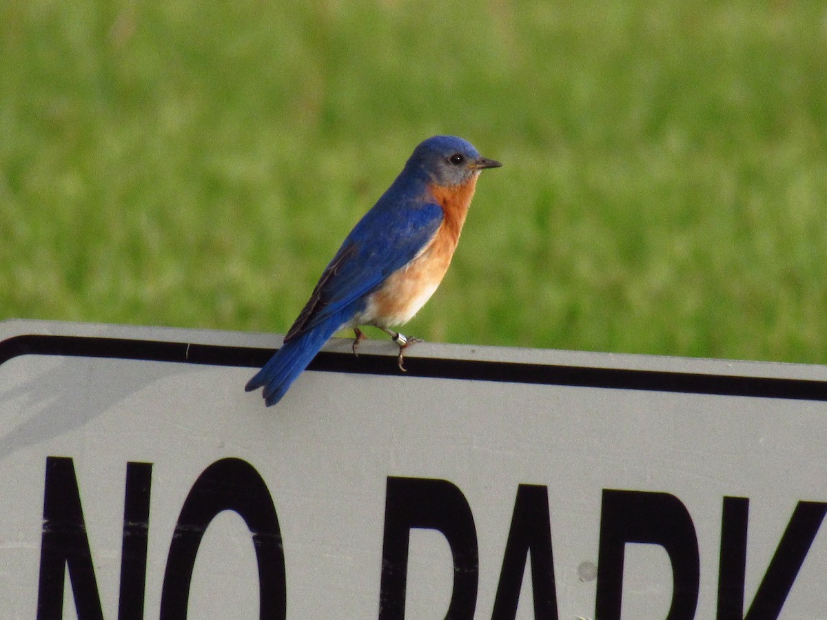 Eastern Bluebird - ML618838398