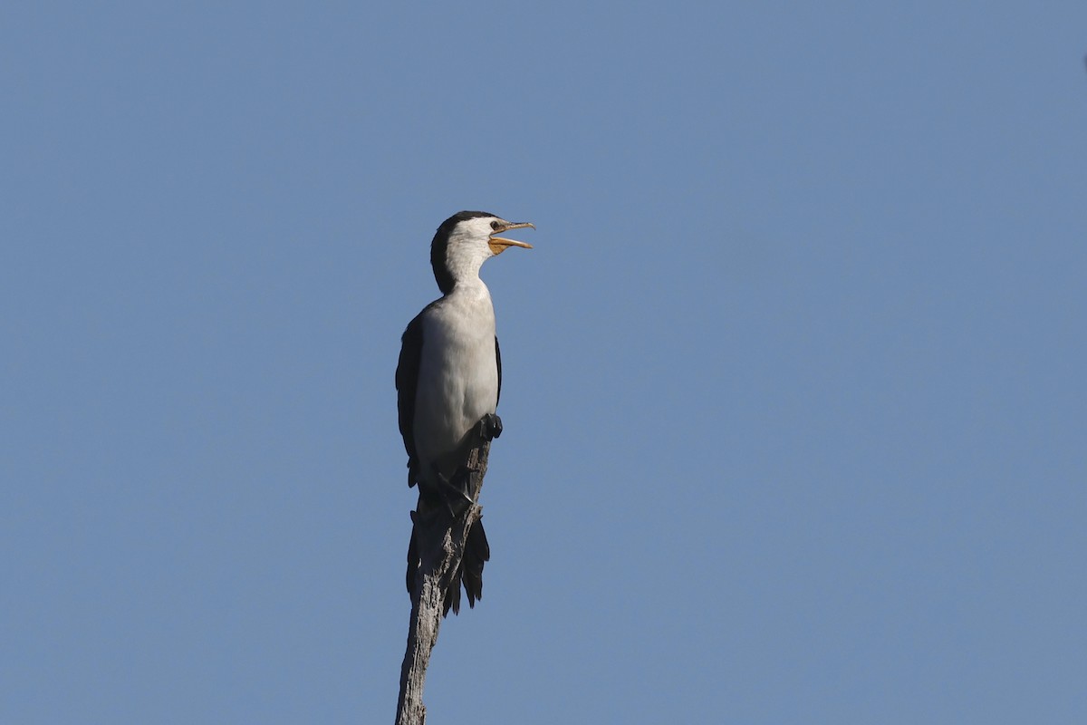 Little Pied Cormorant - Dennis Devers