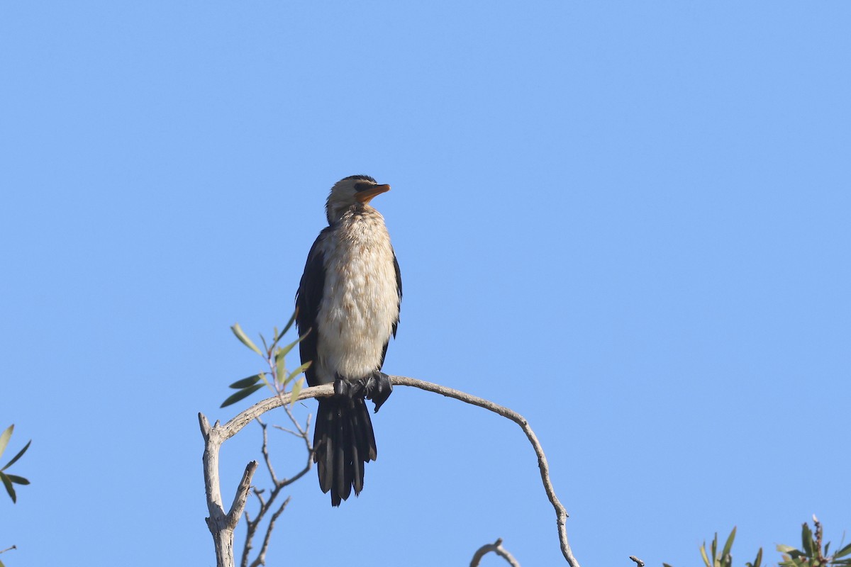 Little Pied Cormorant - Dennis Devers