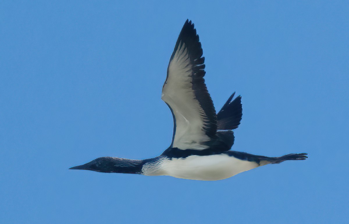 Pacific Loon - Mark Chappell