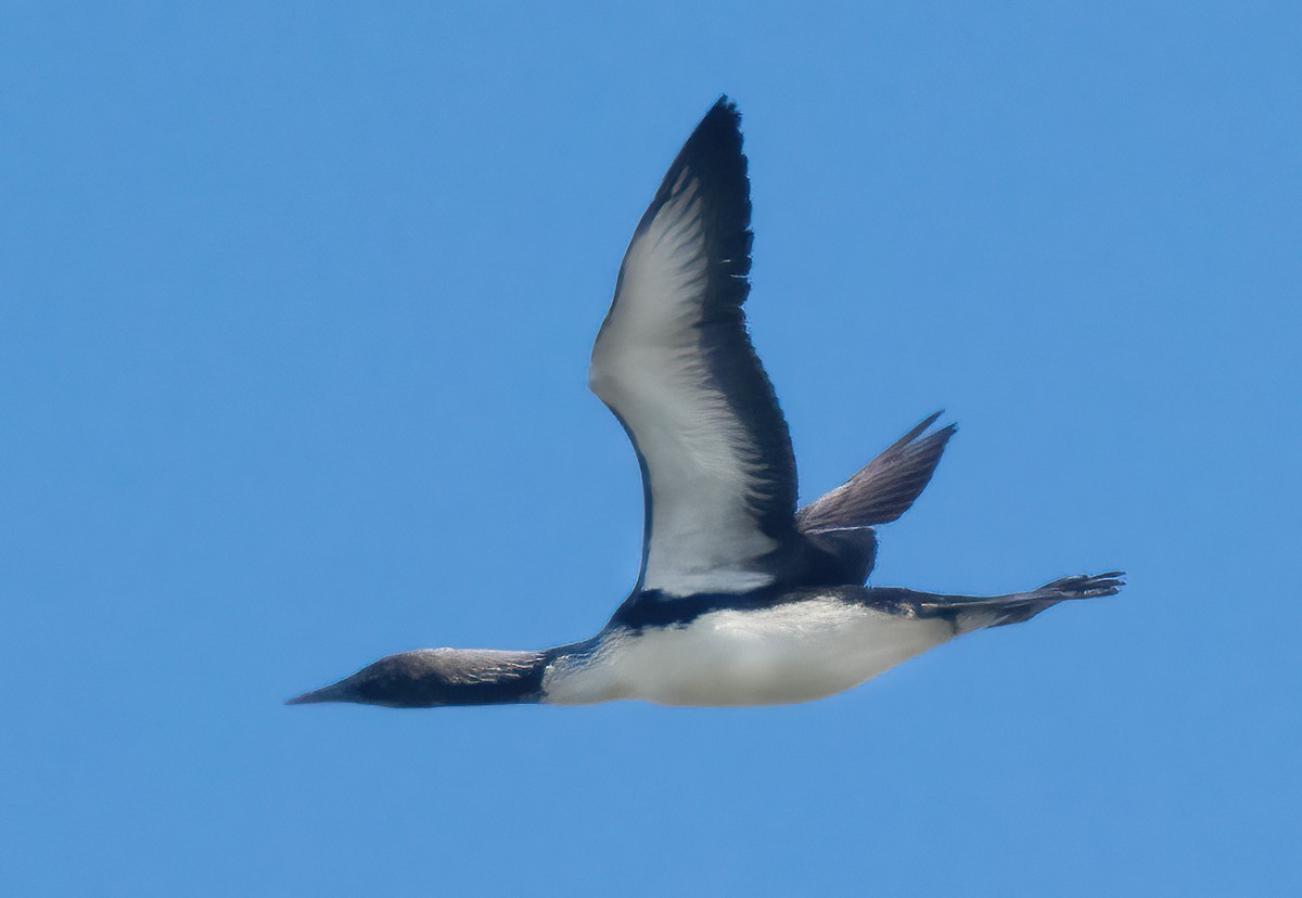 Pacific Loon - Mark Chappell