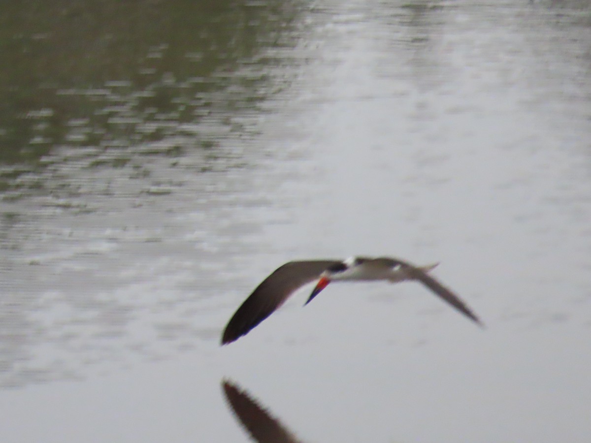 Black Skimmer - Caroline Schmidt