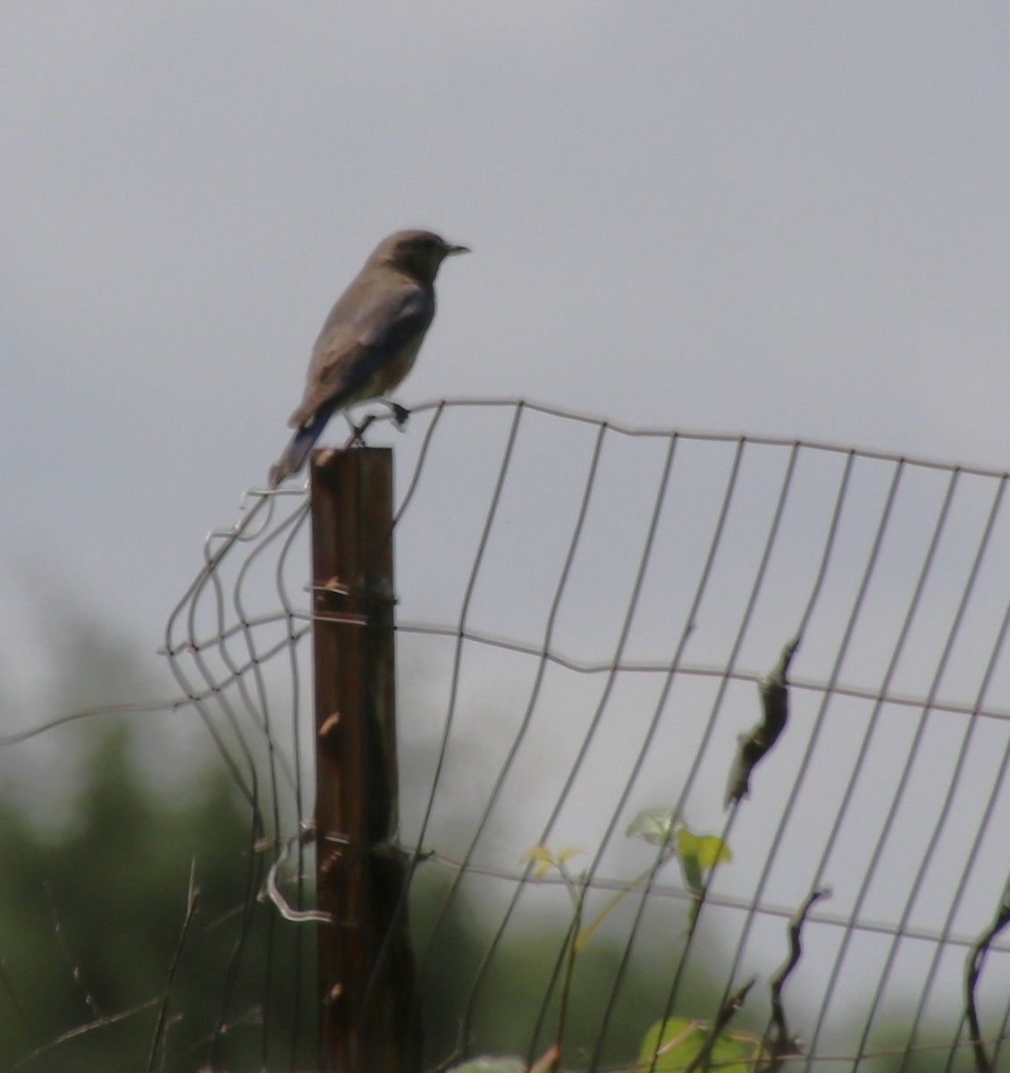 Eastern Bluebird - Betty Thomas