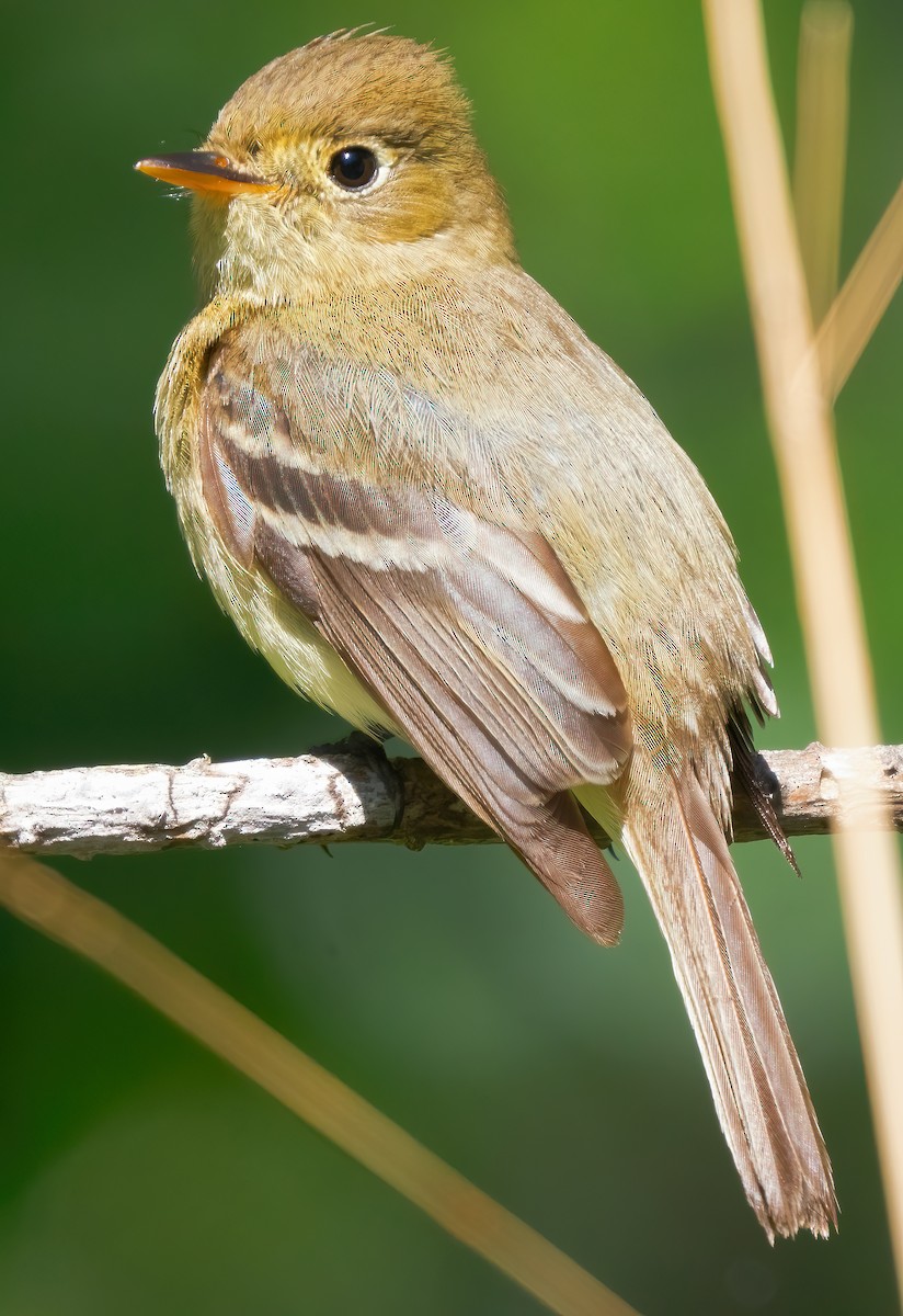 Western Flycatcher - Mark Chappell