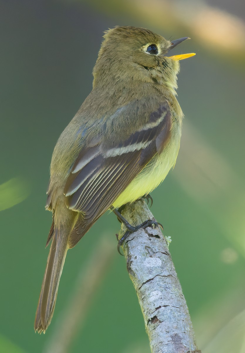 Western Flycatcher - Mark Chappell