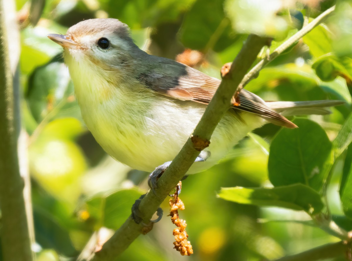 Warbling Vireo - Mark Chappell