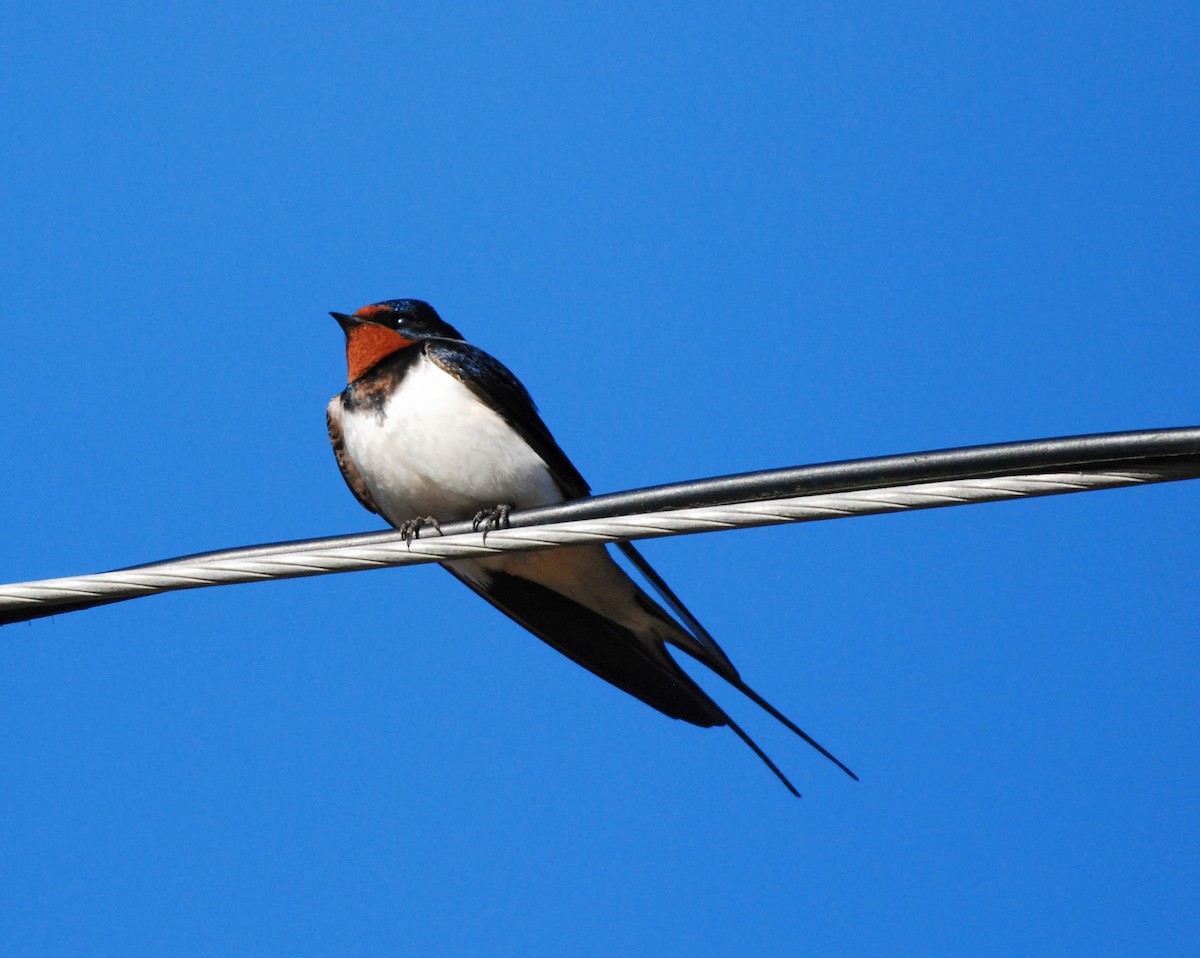 Barn Swallow - Turkka Kulmala