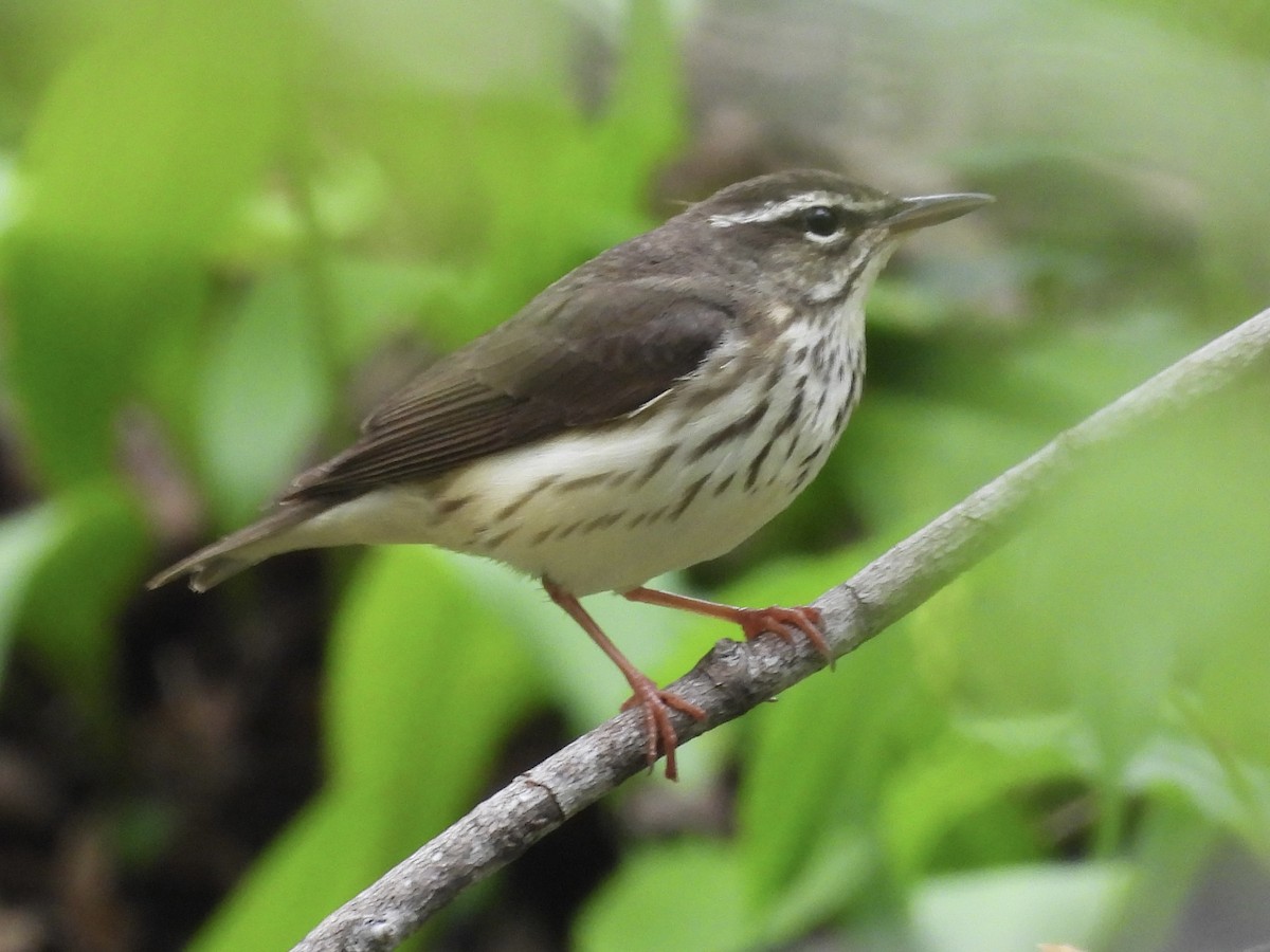 Louisiana Waterthrush - Mary Russ