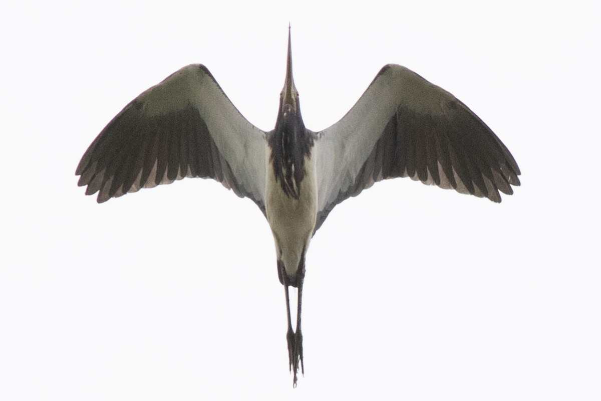 Tricolored Heron - David Brown