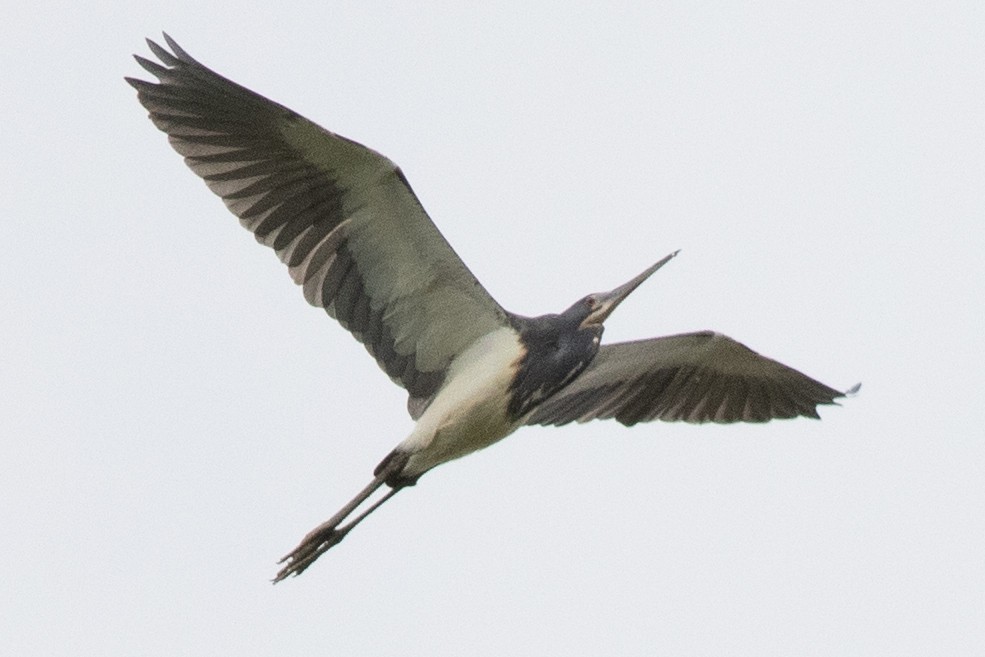 Tricolored Heron - David Brown