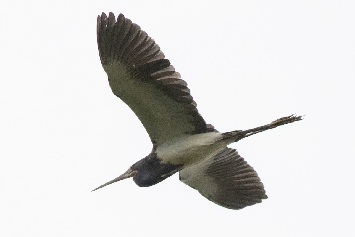 Tricolored Heron - David Brown