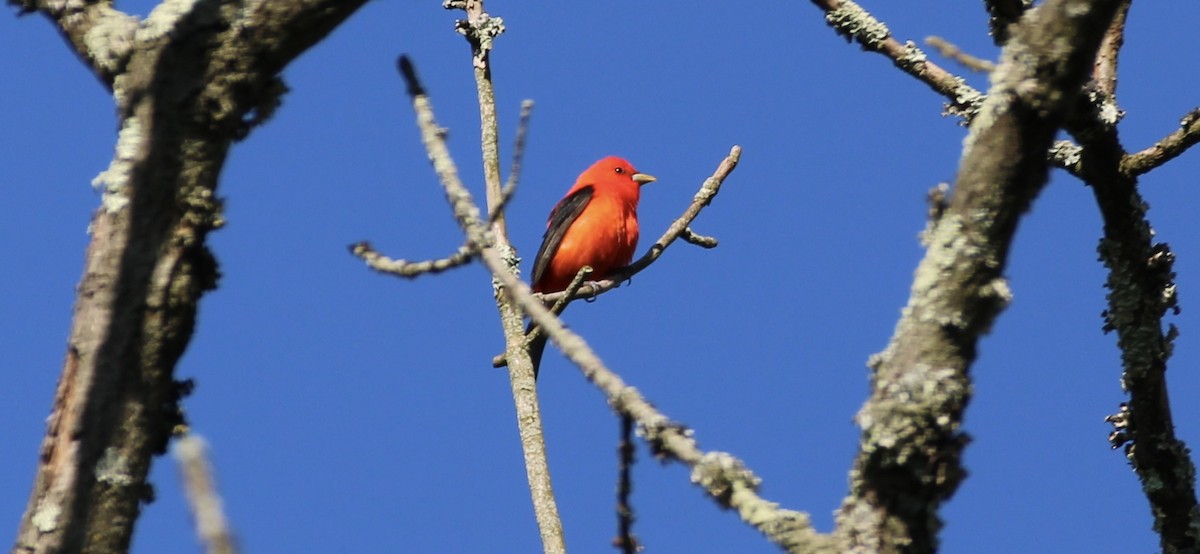 Scarlet Tanager - ML618838461
