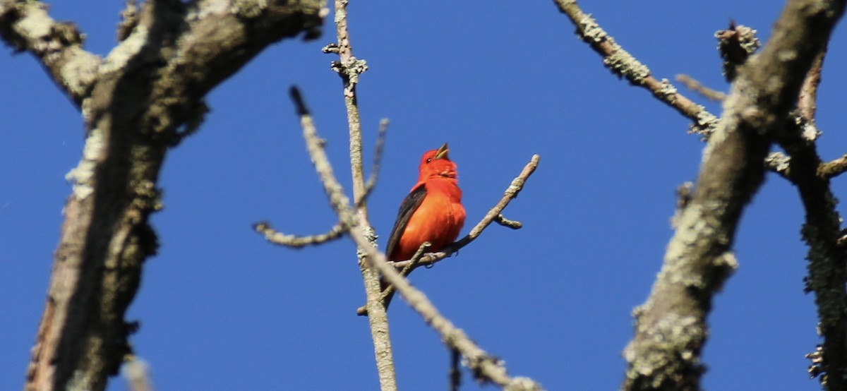 Scarlet Tanager - Frank McCulley